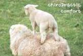 カイロプラクティック・コンフォート