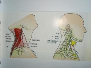 星が丘髙野鍼灸整骨院