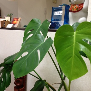 招き猫がお迎えします！