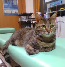 我が家の可愛いペット、SALAちゃんです。